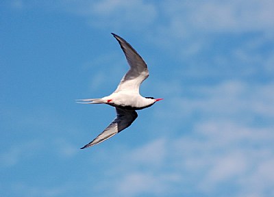 Tern Detail