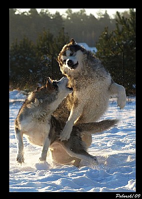 Malamute