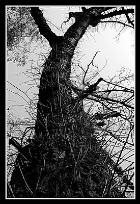 LONELY TREE