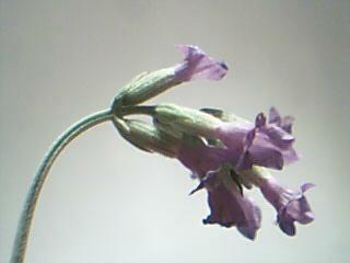 Lavender flower (2)