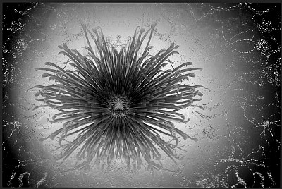 Spider Mum on Lace B&W