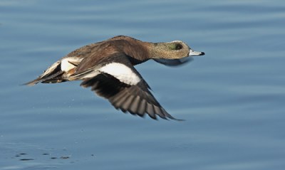 American Wigeon (M)