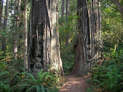 A Walk Through The Big Trees