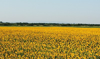 sunflowers