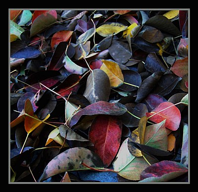 United Colours of Fallen Leaves