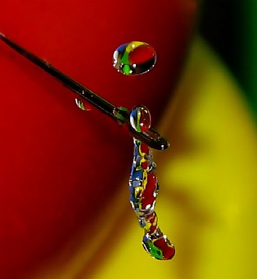 The needle and water drops