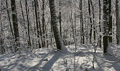 snowy woods