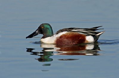 Northern Shoveler