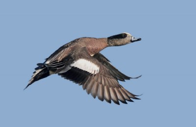 American Wigeon (M)