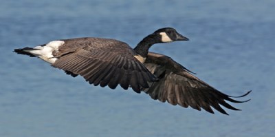 Canada Goose