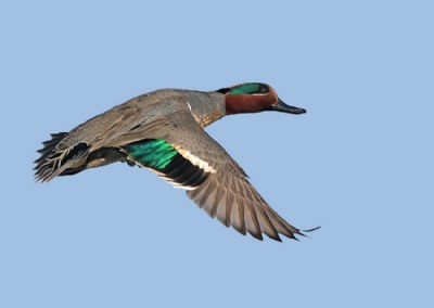 Green-winged Teal