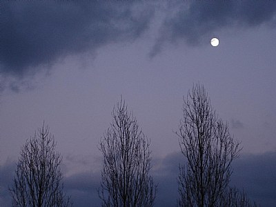 treetops with moon and clouds
