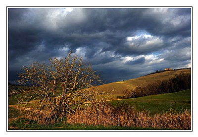 Golden Tree