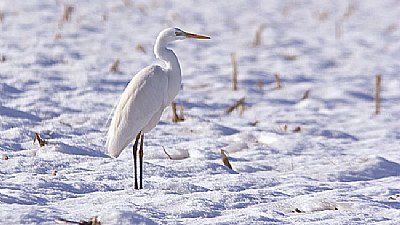 The snow and the egret