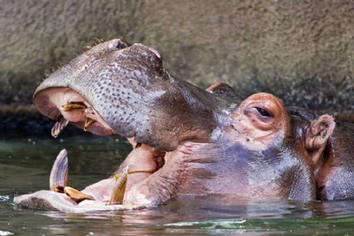 Hungry Hippo