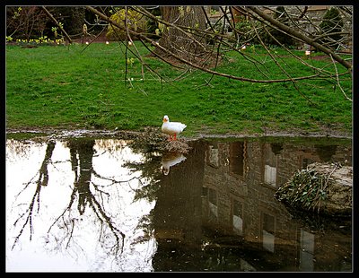 Reflections