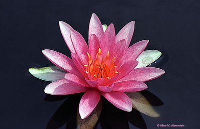 Pink Water Lilly  (A185-8)