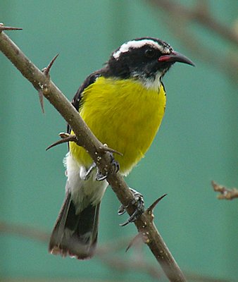 Bananaquit Bird