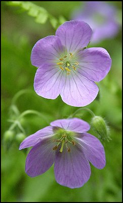 Wild Geranium