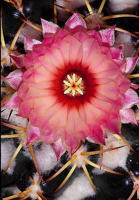 Cactus Flower