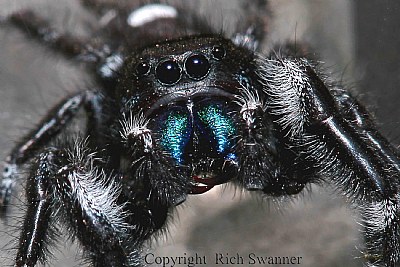 " Blackie The Jumping Spider"