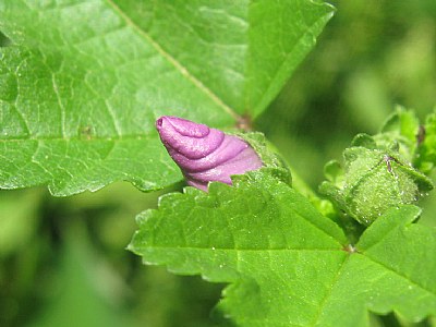Bud