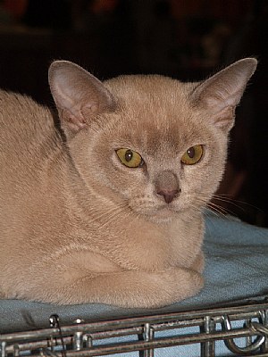 Burmese kitten - for Armando