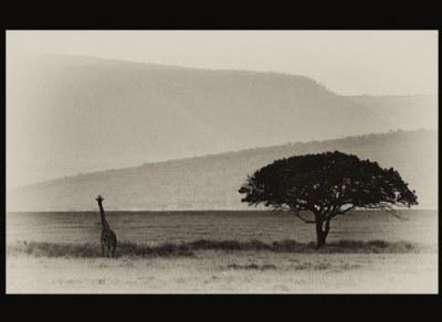 lone giraffe