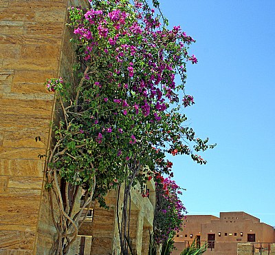 Flowers & Blue Sky