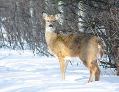 Winter Browsing