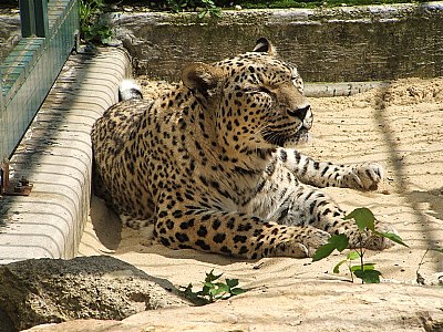 Persian leopard - for Solmaz