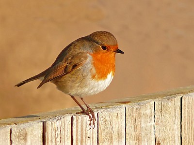 Little Robin Redbreast