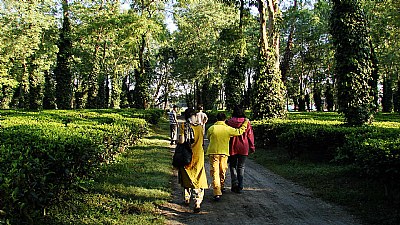 Tea Garden