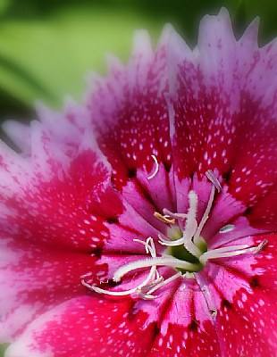 Flower Closeup #2