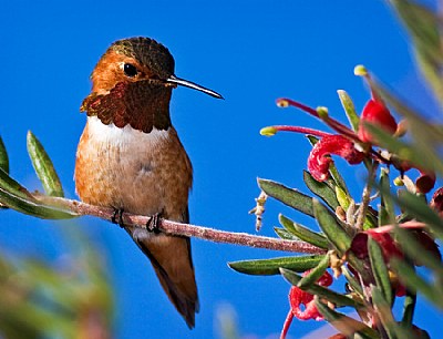 Allen's Hummingbird perch