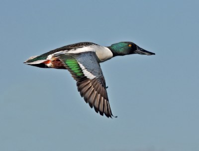 Northern Shoveler