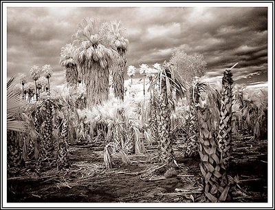 Palm Tree Graveyard  Infrared
