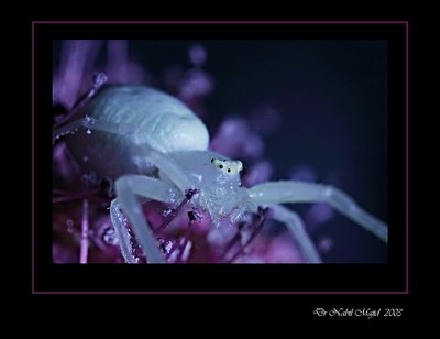Another crab spider