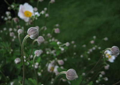 Morning Flowers