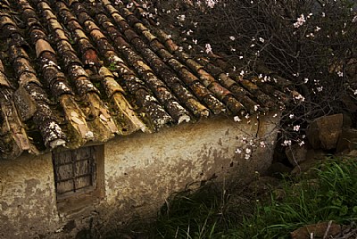 Roof tiles and Almonds