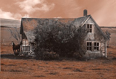 Horse & Abandoned House