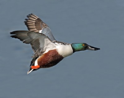 Northern Shoveler