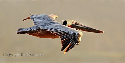 Into The Sunset
