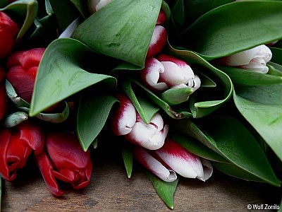 tulips for Solmaz