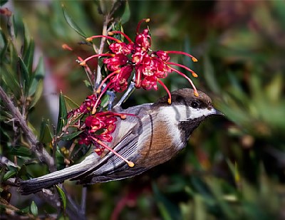 Chickadee