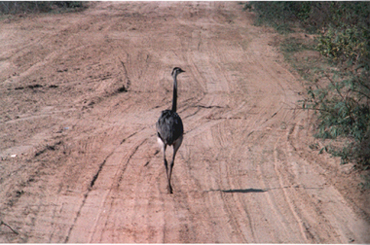 On the Run ! The Rhea Americana or Greater Rhea