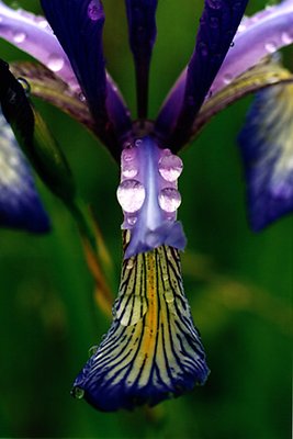 wild iris