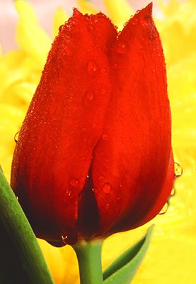 Tulip with Early Morning Raindrops