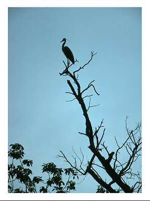 Heron Tree