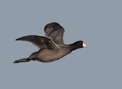 American Coot